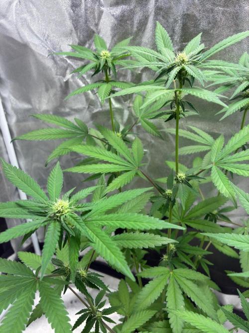 FrostBanger Auto (F4) from Fast Buds. Week 6