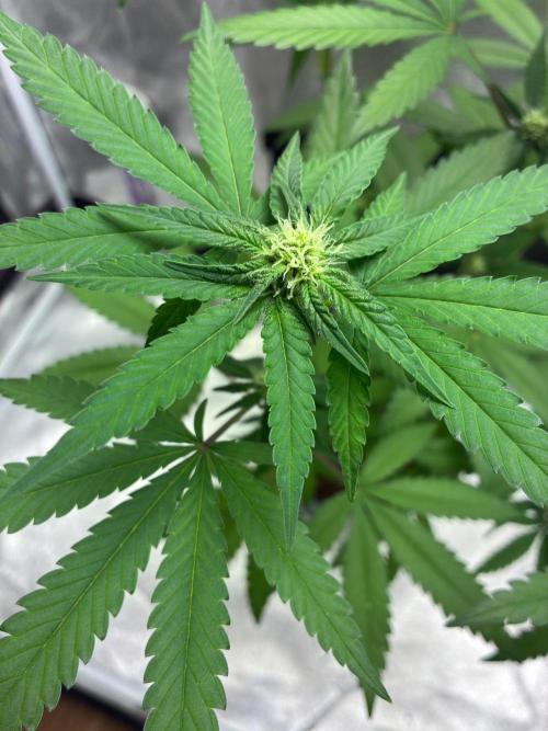 FrostBanger Auto (F4) from Fast Buds. Week 6