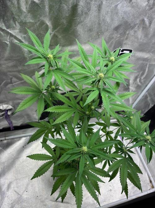 FrostBanger Auto (F4) from Fast Buds. Week 6