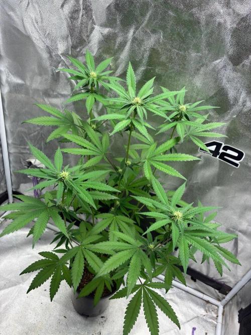 FrostBanger Auto (F4) from Fast Buds. Week 6