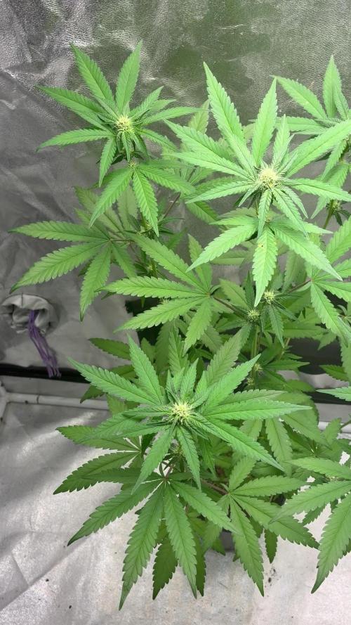 FrostBanger Auto (F4) from Fast Buds
