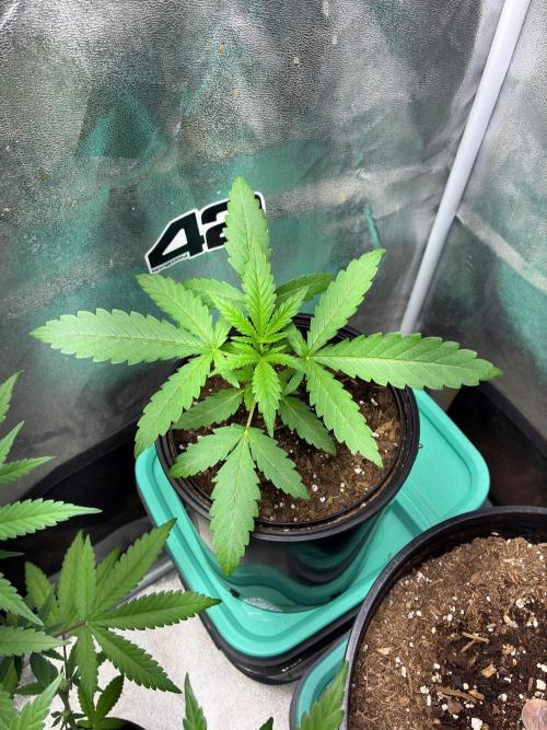 Pineapple OG Auto. Week 2