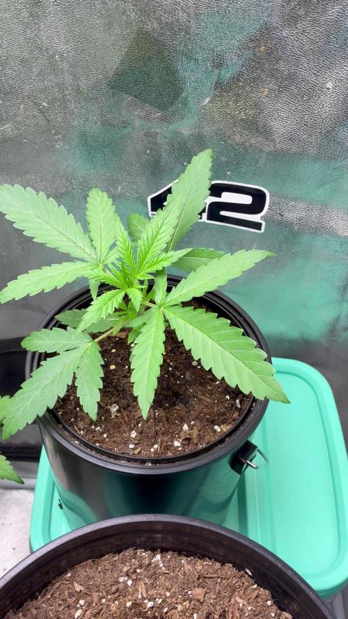 Pineapple OG Auto F4 Fast Buds