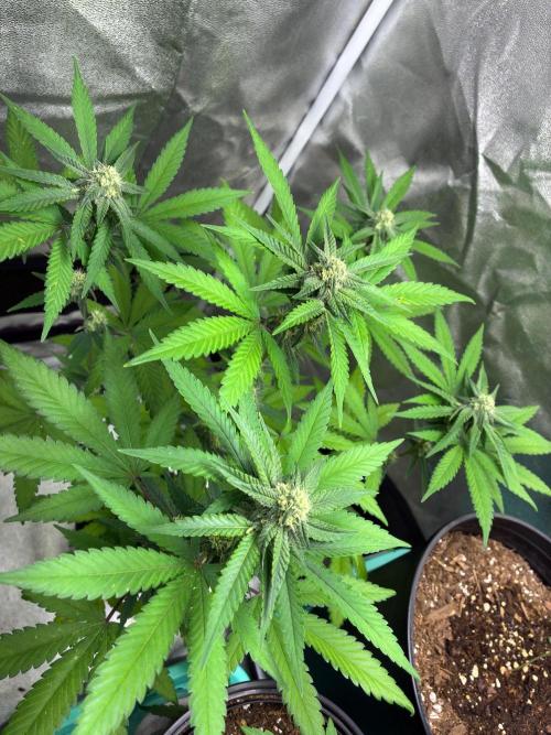 FrostBanger Auto (F4) from Fast Buds. Week 7