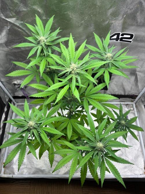 FrostBanger Auto (F4) from Fast Buds. Week 7