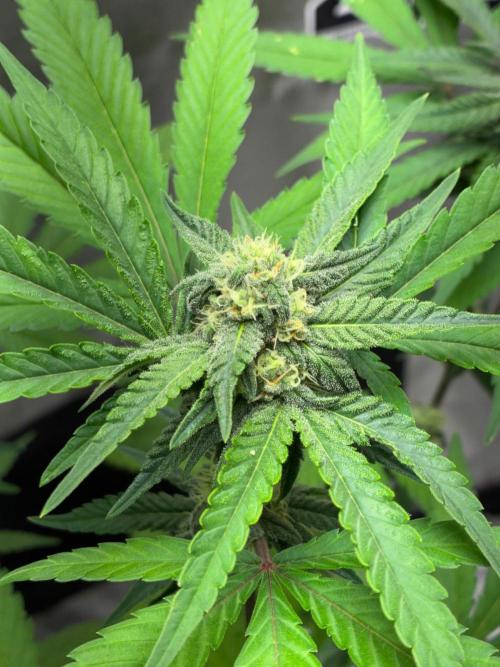 FrostBanger Auto (F4) from Fast Buds. Week 7
