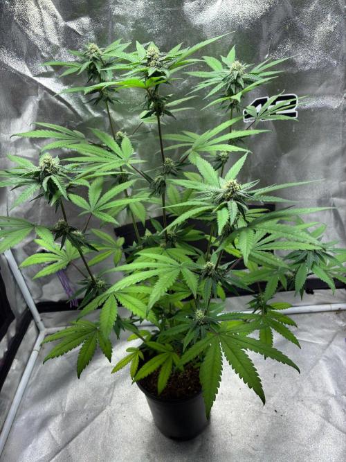FrostBanger Auto (F4) from Fast Buds. Week 7