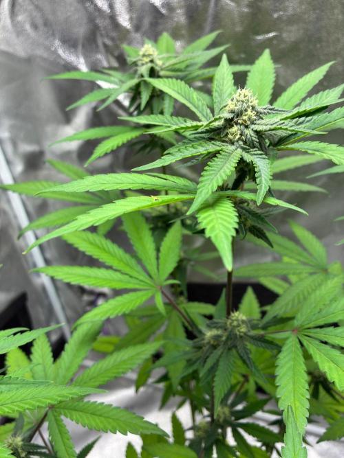 FrostBanger Auto (F4) from Fast Buds. Week 7