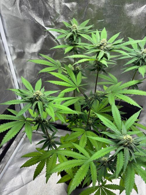 FrostBanger Auto (F4) from Fast Buds. Week 7