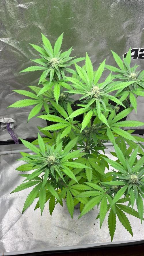 FrostBanger Auto (F4) from Fast Buds