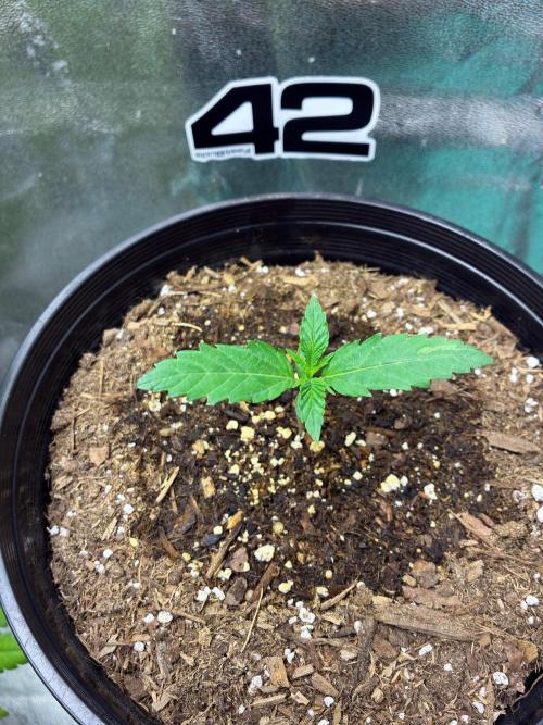 GMO Auto from Fast Buds Genetics. Week 1