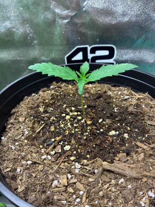 GMO Auto from Fast Buds Genetics. Week 1