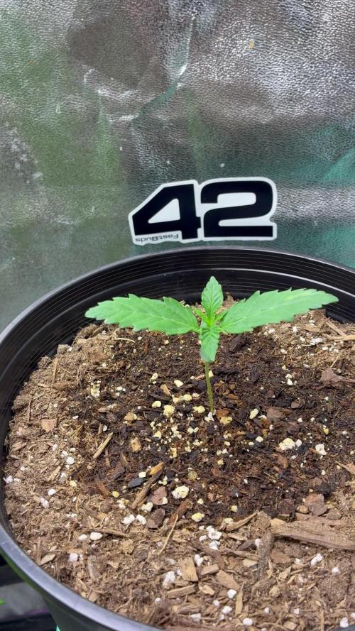 GMO Auto from Fast Buds Genetics