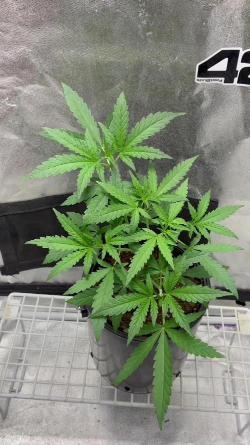 Pineapple OG Auto F4 Fast Buds