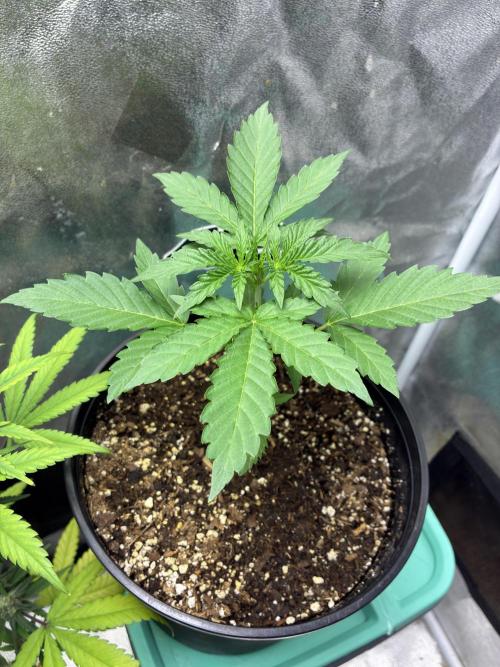 GMO Auto from Fast Buds Genetics. Week 2