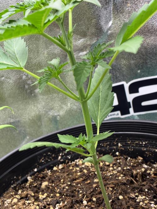 GMO Auto from Fast Buds Genetics. Week 2
