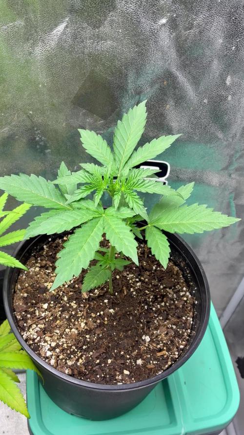 GMO Auto from Fast Buds Genetics