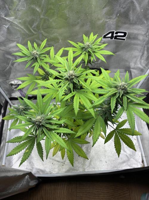 FrostBanger Auto (F4) from Fast Buds. Week 8