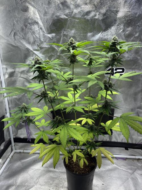 FrostBanger Auto (F4) from Fast Buds. Week 8