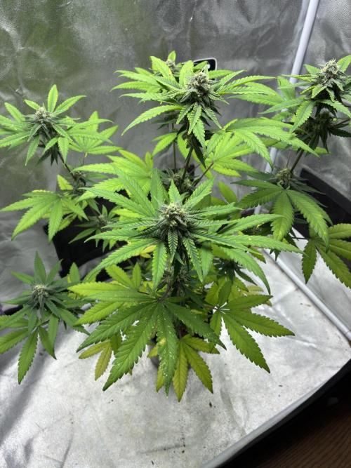 FrostBanger Auto (F4) from Fast Buds. Week 8