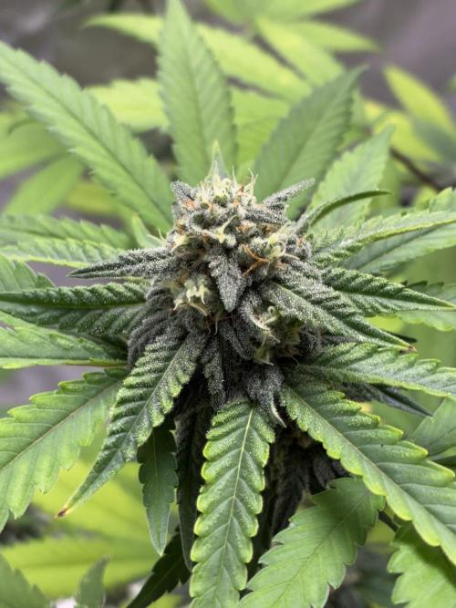 FrostBanger Auto (F4) from Fast Buds. Week 8