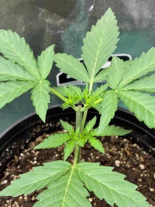GMO Auto. Week 2