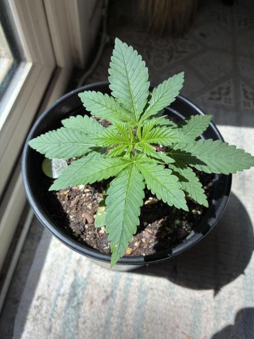 FrostBanger Auto (F4) from Fast Buds. Week 2