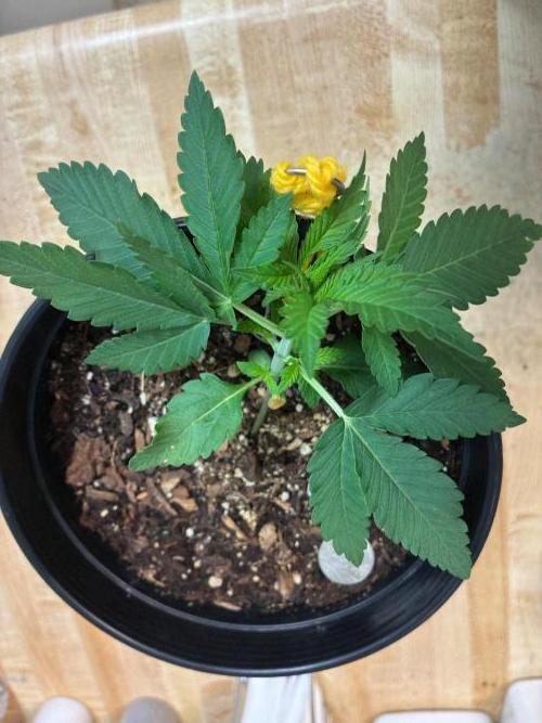 FrostBanger Auto (F4) from Fast Buds. Week 3