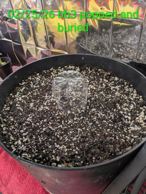 Bruce Banner Auto (BB3) Grow. Week 0