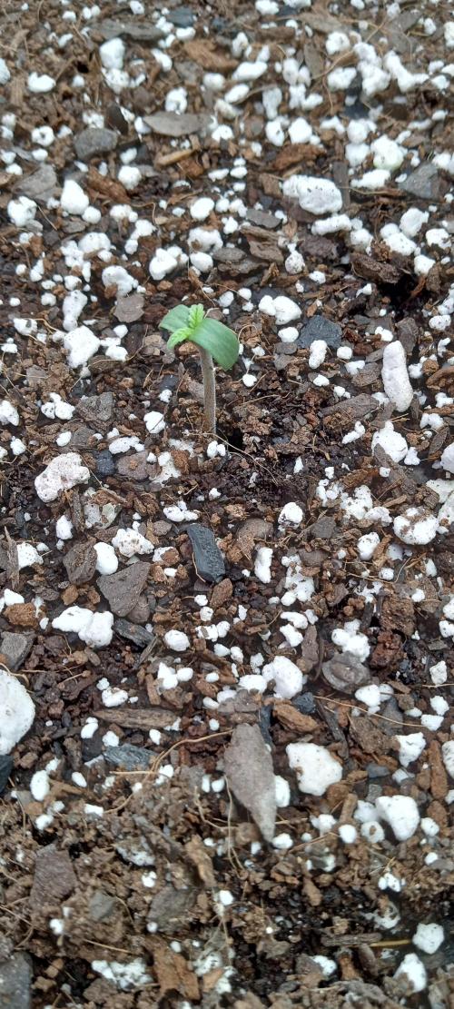 Bruce Banner Auto (BB3) Grow. Week 0