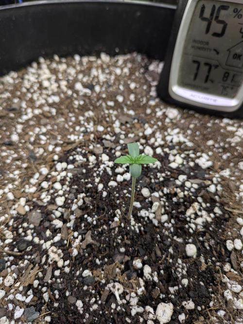 Bruce Banner Auto (BB3) Grow. Week 0