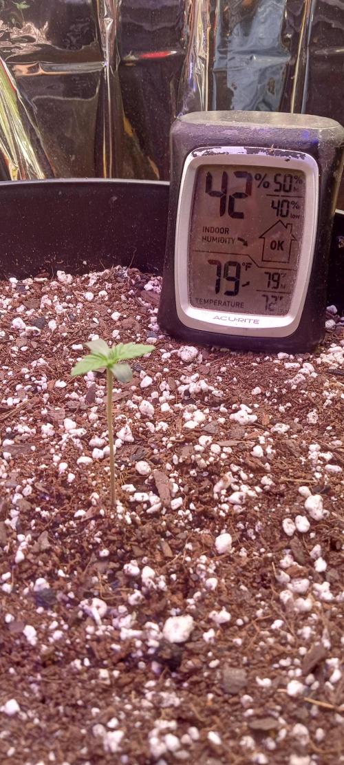 Bruce Banner Auto (BB3) Grow. Week 0