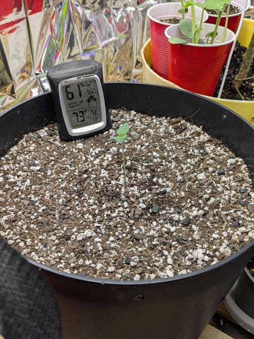 Bruce Banner Auto (BB3) Grow. Week 1 - 03/03
