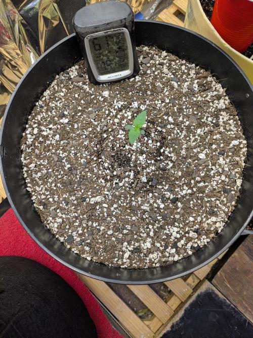 Bruce Banner Auto (BB3) Grow. Week 1
