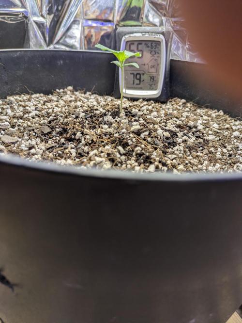 Bruce Banner Auto (BB3) Grow. Week 1 - 03/05
