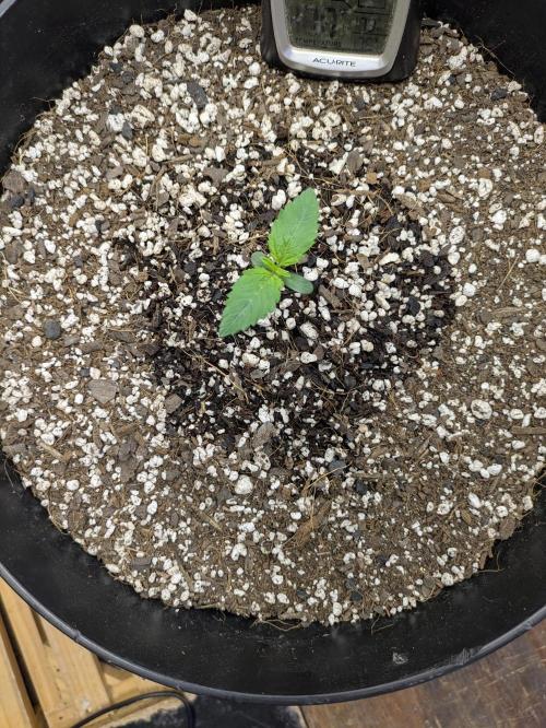 Bruce Banner Auto (BB3) Grow. Week 1