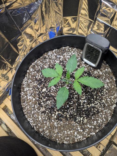 Bruce Banner Auto (BB3) Grow. Week 1