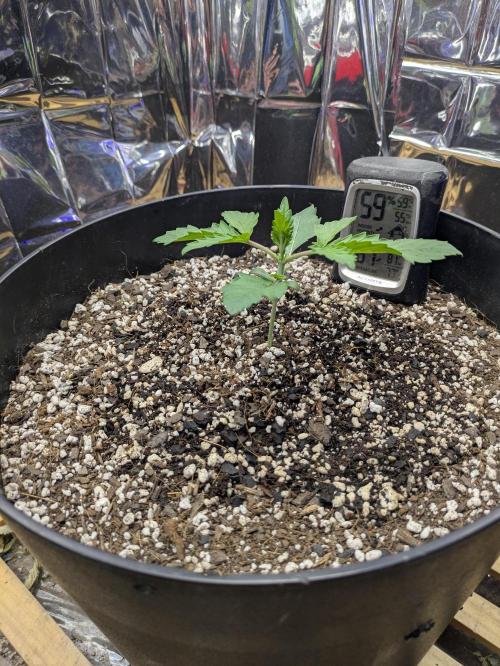 Bruce Banner Auto (BB3) Grow. Week 1