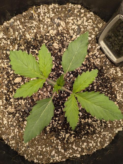 Bruce Banner Auto (BB3) Grow. Week 1 - 03/10