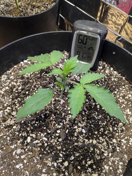 Bruce Banner Auto (BB3) Grow. Week 1 - 03/11