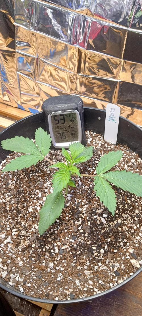 Bruce Banner Auto (BB3) Grow. Week 2