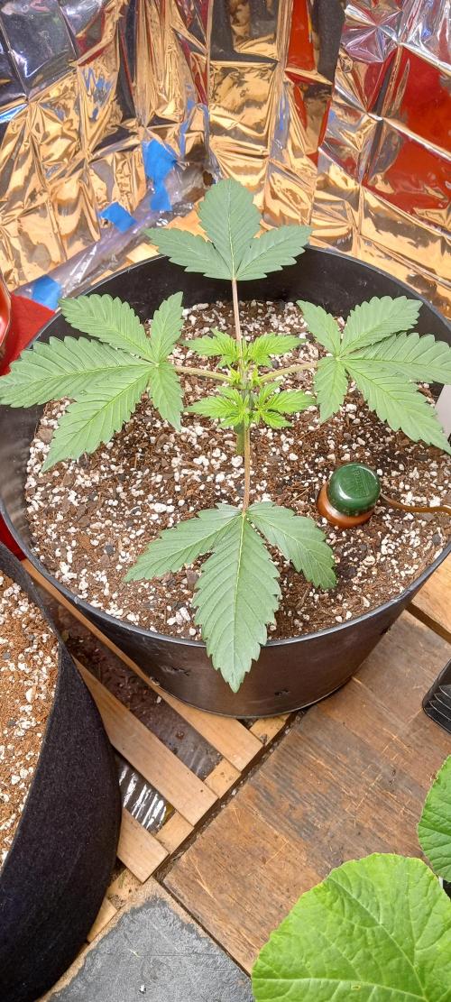 Bruce Banner Auto (BB3) Grow. Week 2