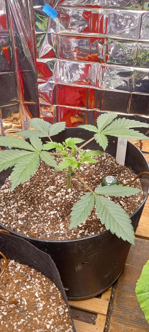 Bruce Banner Auto (BB3) Grow. Week 2