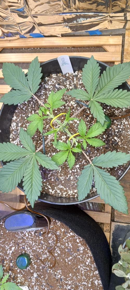 Bruce Banner Auto (BB3) Grow. Week 2