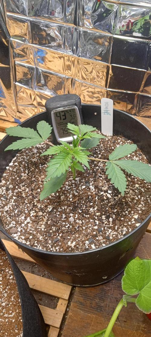 Bruce Banner Auto (BB3) Grow. Week 2 - 03/12