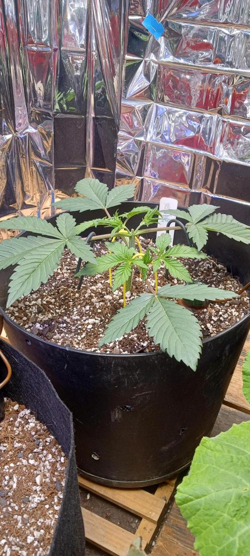 Bruce Banner Auto (BB3) Grow. Week 2 - 03/18