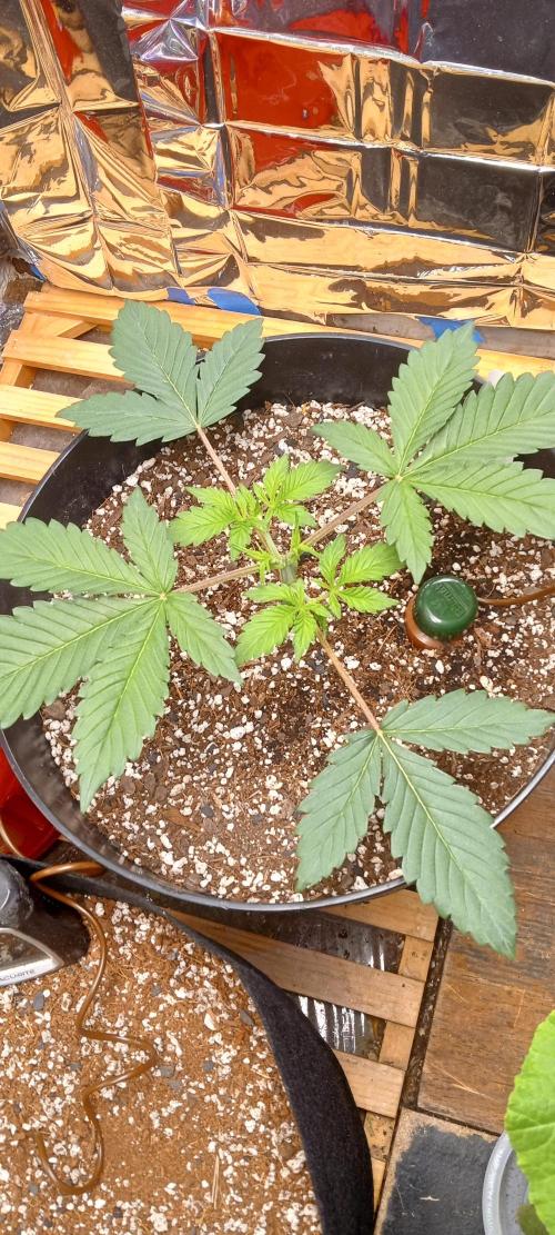 Bruce Banner Auto (BB3) Grow. Week 2 - 03/17