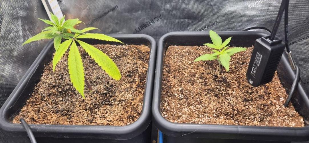 Melt Mode and Blue Skunk. Week 1 - Left Blue Skunk and Melt Mode on the right.
Day 1
