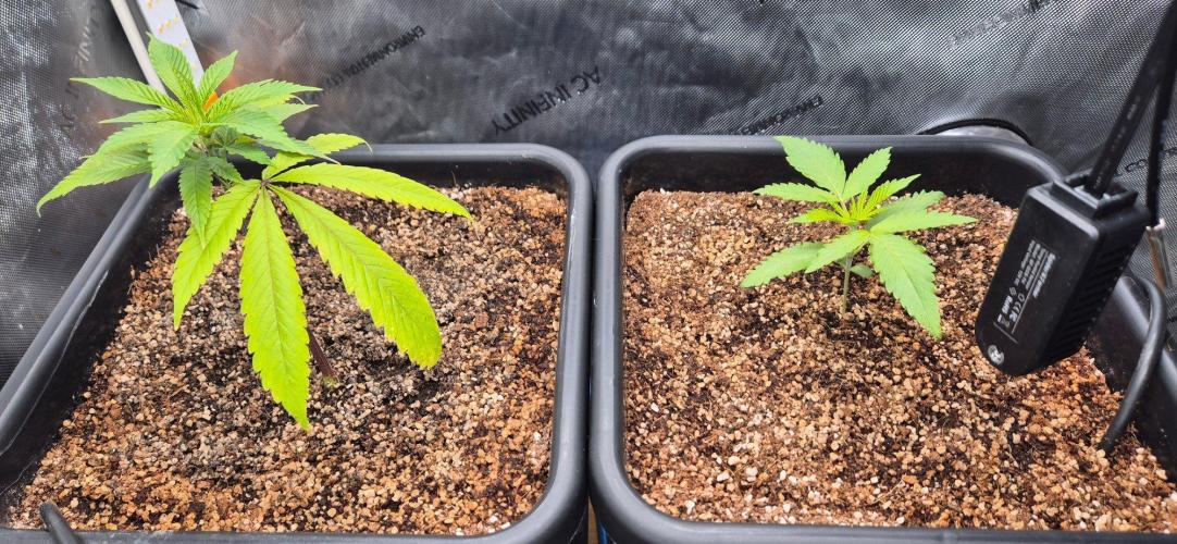 Melt Mode and Blue Skunk. Week 1 - Day 2