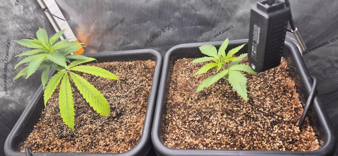 Melt Mode and Blue Skunk. Week 1 - Day 3